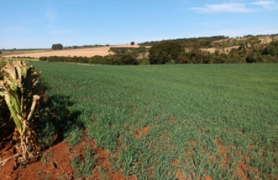 Fazenda para venda em Avaré